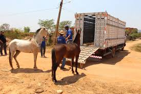 cavalo