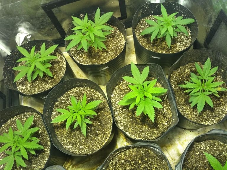 Justiça mantém permissão para cultivo de maconha para tratamento médico