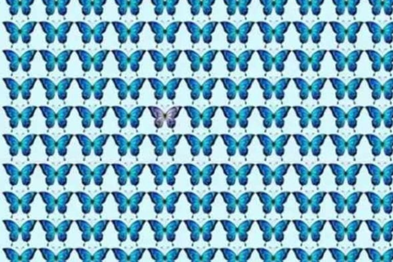 borboleta diferente