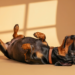 Dachshund deitado de barriga para cima, relaxando sob luz solar