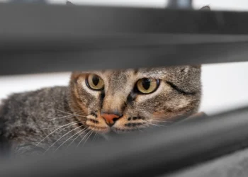 Gato observando atentamente por entre as barras de um móvel, com olhar fixo, enquanto a pessoa dorme.