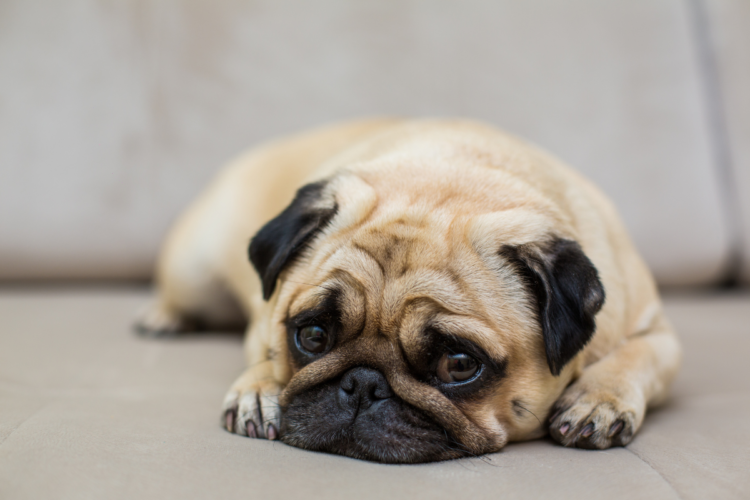 Cuidado: 5 sinais que o seu cachorro dá quando está tentando te avisar sobre um problema de saúde 1 Cachorro pug deitado em sofá com olhar triste e postura apática
