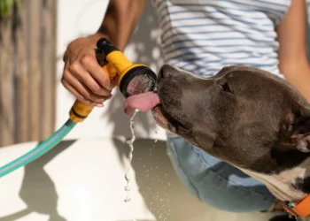 Tutor segurando o focinho de um cachorro e oferecendo água com uma mangueira.