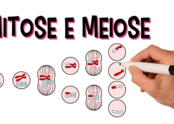 meiose e mitose