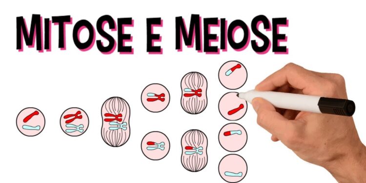 meiose e mitose