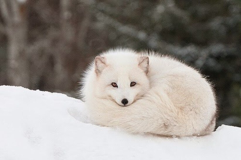 Raposa do ártico animais ameaçados aquecimento global