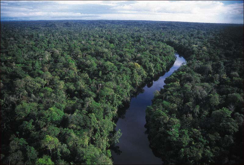 Geografia: 3 tópicos sobre as Florestas Tropicais - Notícias Concursos