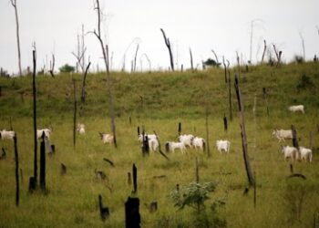 gado em área devastada