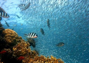 acidificação dos oceanos