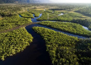 biomas brasileiros - Amazonia