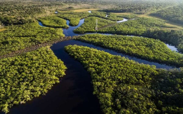 biomas brasileiros - Amazonia