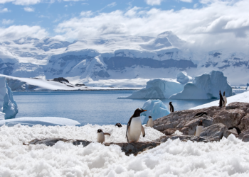 antártica animais