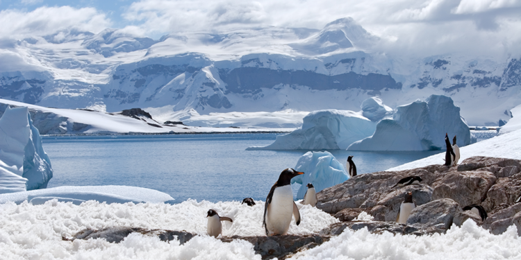 antártica animais