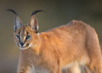 Caracal savana animais