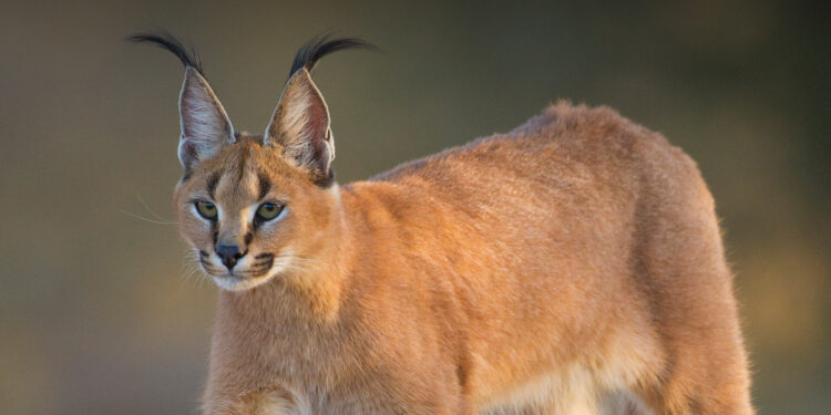 Caracal savana animais