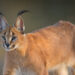 Caracal savana animais