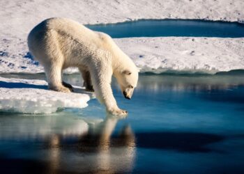 sensibilidade climática