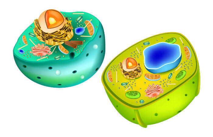células vegetais e células animais