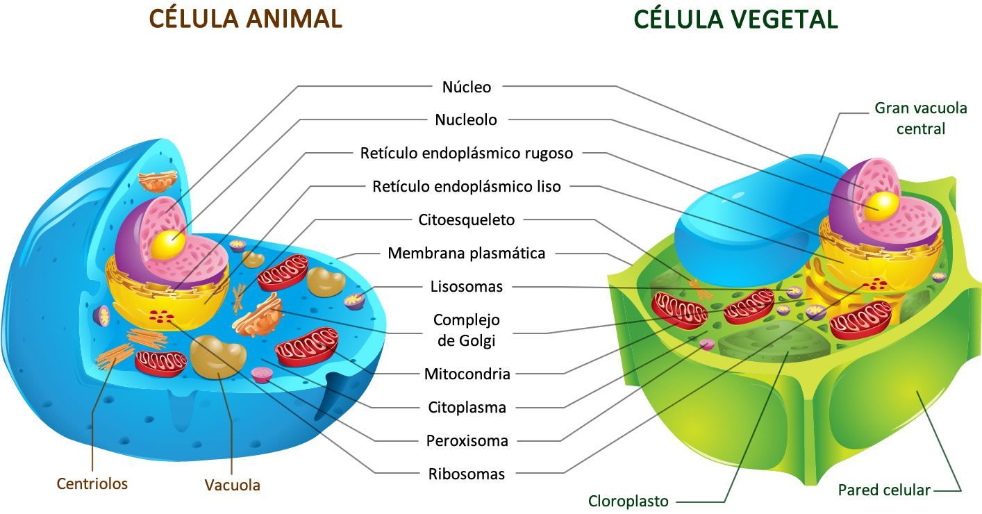 células animais e vegetais