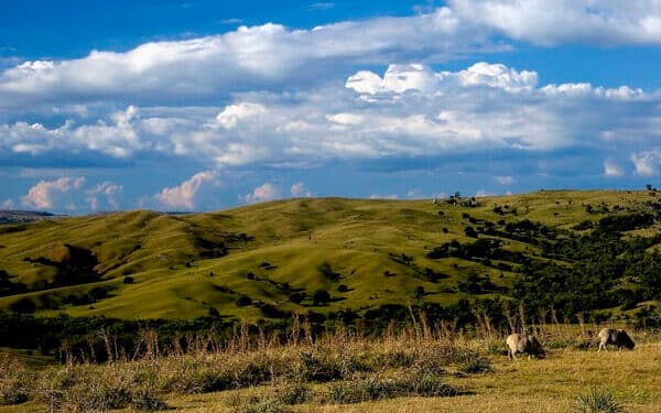 Formação campestre