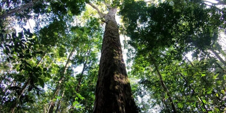 armazenamento de carbono prós e contras