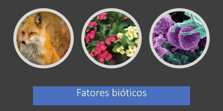 fatores bióticos