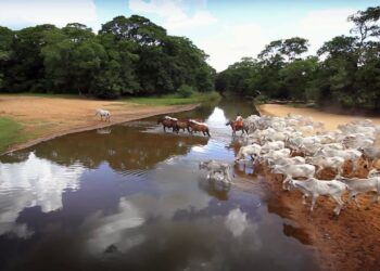 Biomas brasileiros