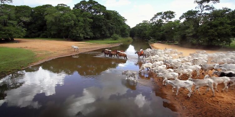 Biomas brasileiros