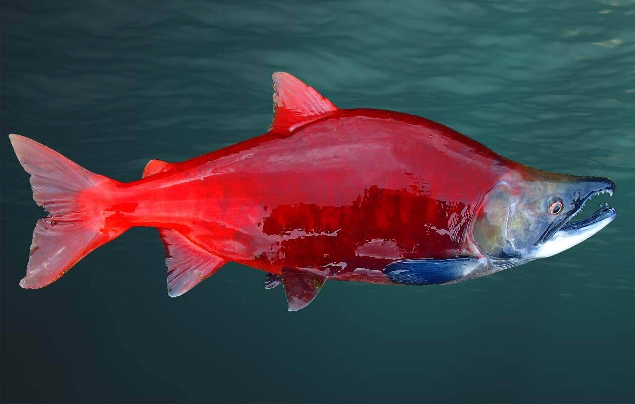 salmão espécies indicadoras