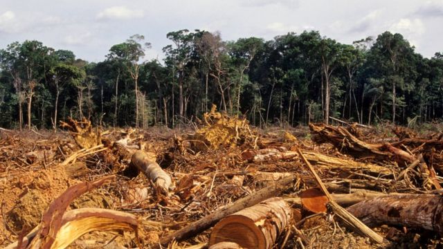 desmatamento no brasil4