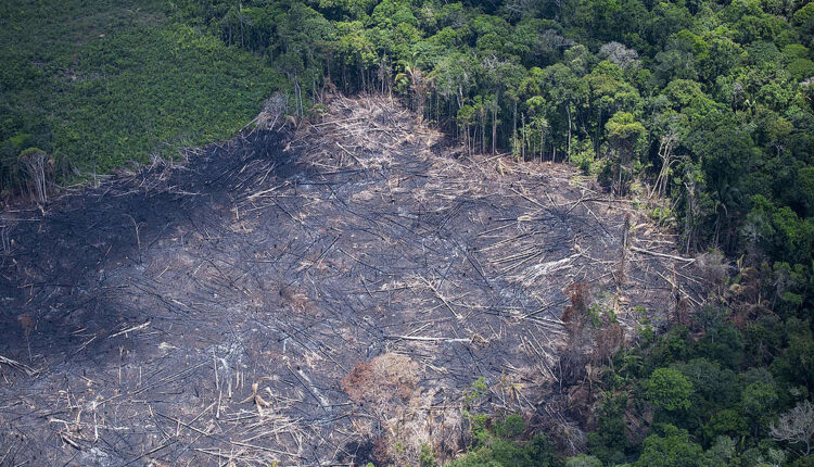 Desmatamento da floresta amazônica
