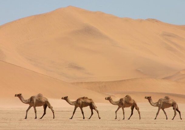 Camelo deserto
