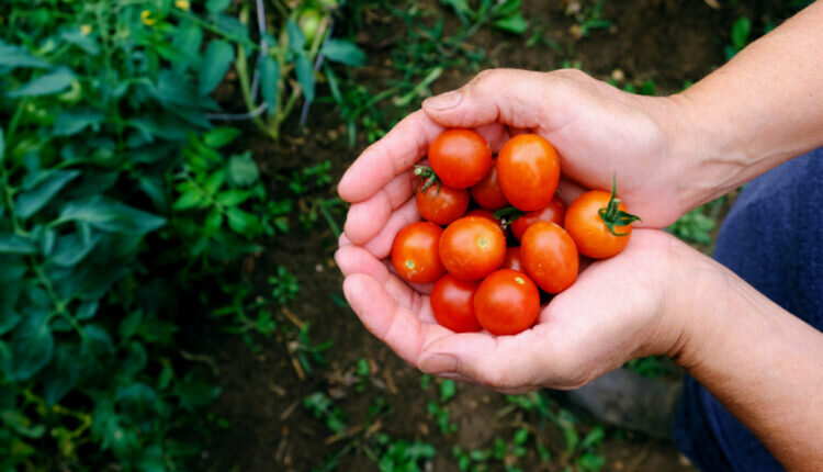4 dicas de como escolher tomate -- Reprodução Canva