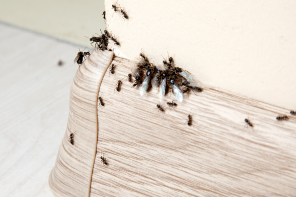 Aprenda a afastar os insetos de casa -- Reprodução Canva