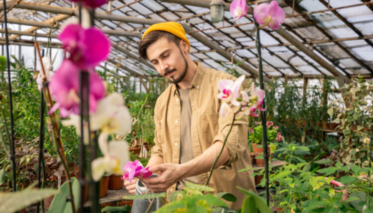 4 dicas para cultivar orquídeas sem erros -- Reprodução Canva