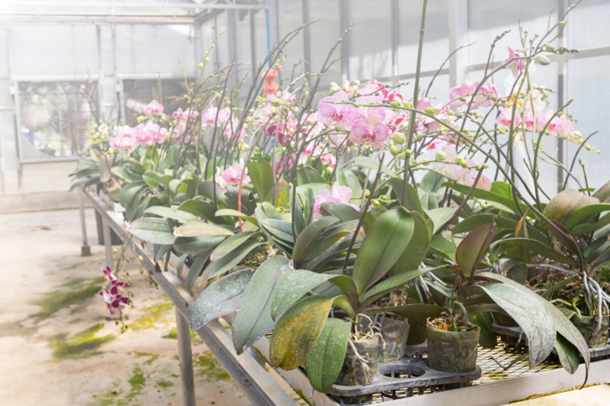 Como cultivar orquídeas sem erros -- Reprodução Canva