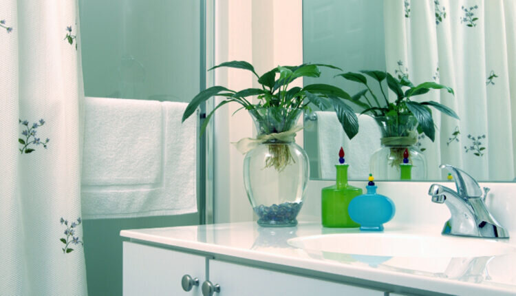 Conheça 5 dicas incríveis para cultivar plantas no banheiro - Reprodução Canva