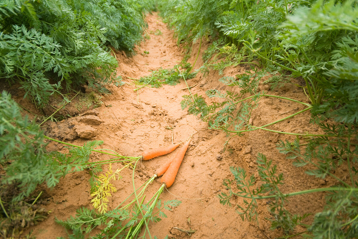 Como cuidar da plantação de cenoura - Reprodução Canva