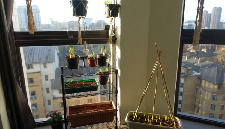 Como cultivar horta em apartamento - Reprodução Canva