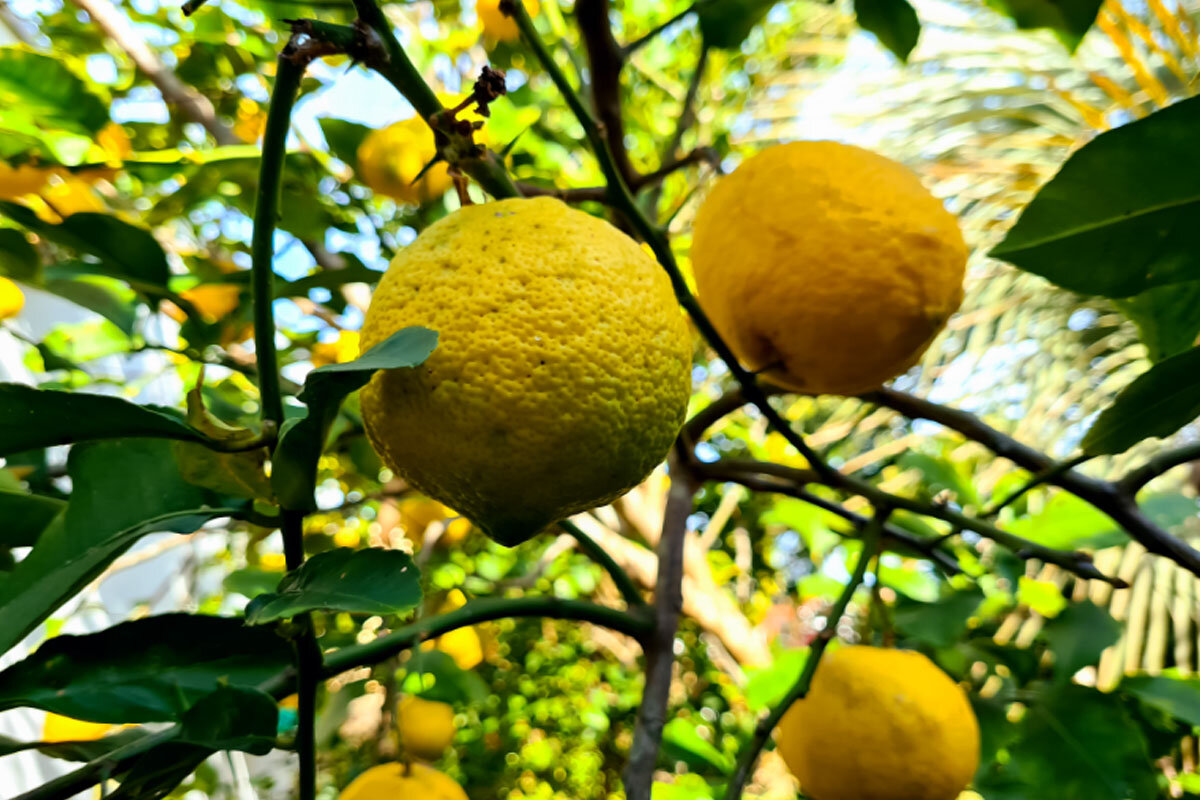 Aprenda como cultivar limão no vaso - Reprodução Canva