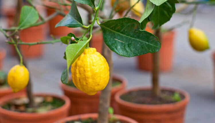 Como cultivar limão no vaso - Reprodução Canva