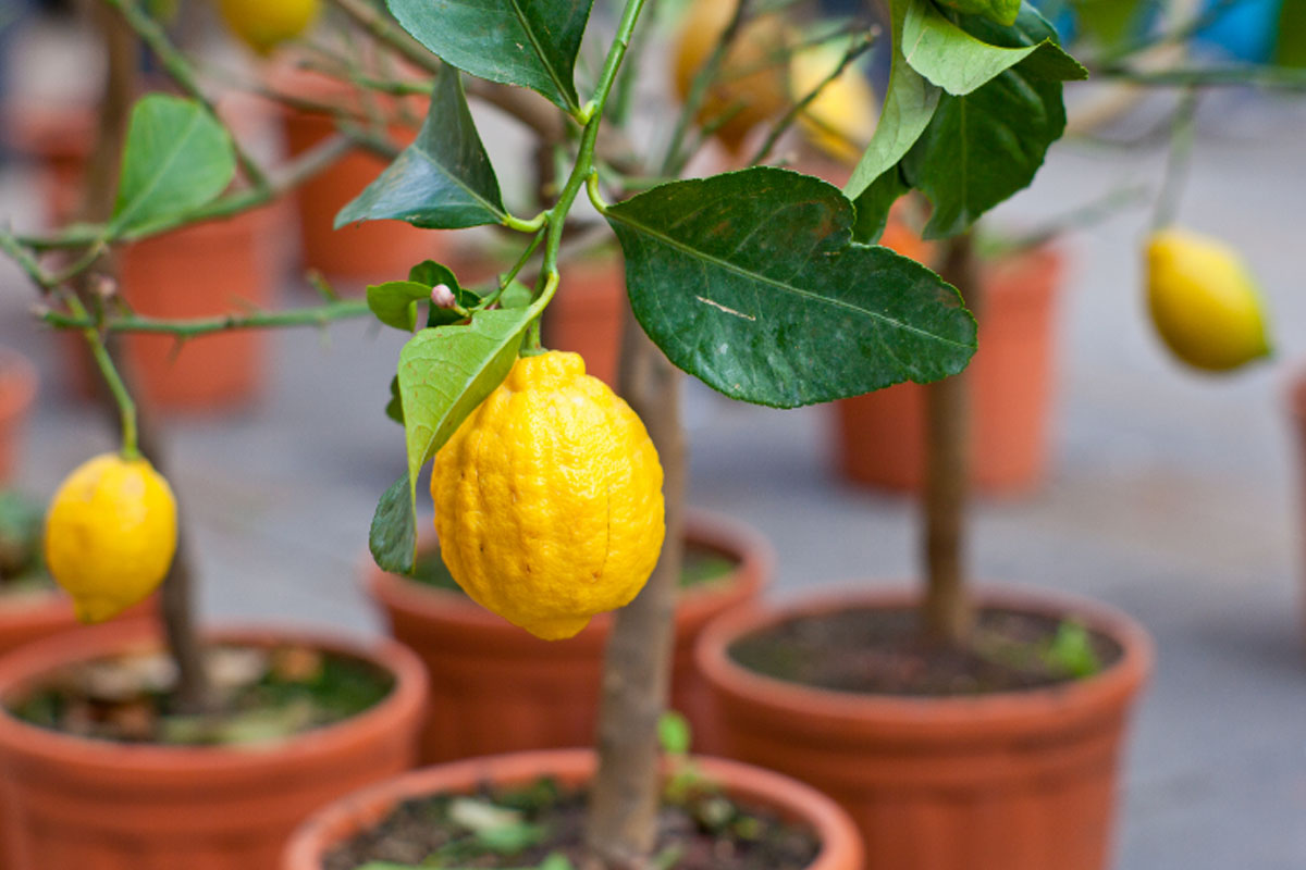 Como cultivar limão no vaso - Notícias Concursos