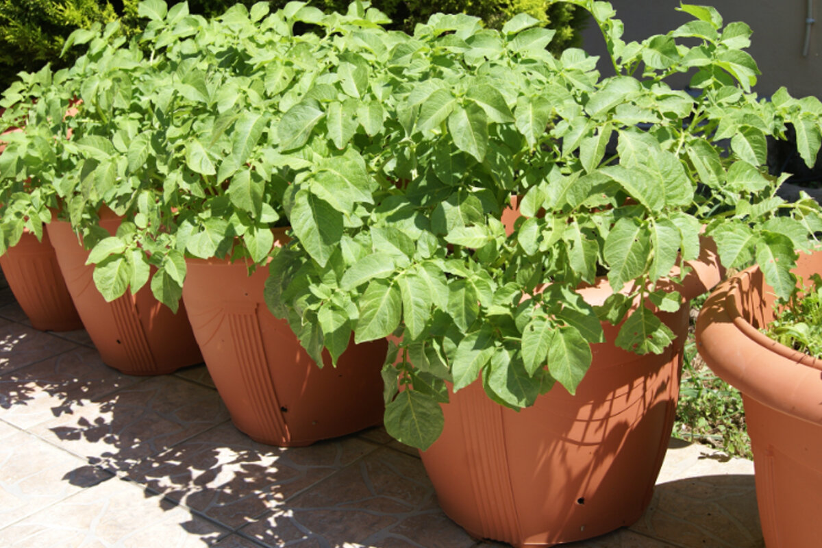 Aprenda a plantar batata no vaso -- Reprodução Canva