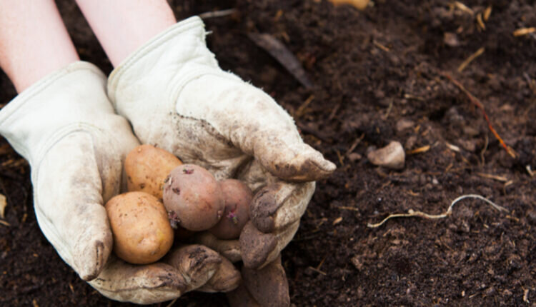 Como plantar batata em vaso -- Reprodução Canva