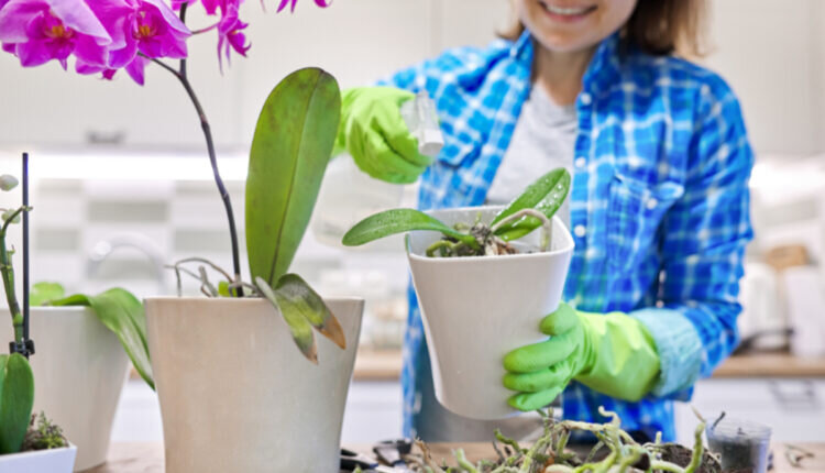 Dicas para fazer a orquídea florir mais -- Reprodução Canva