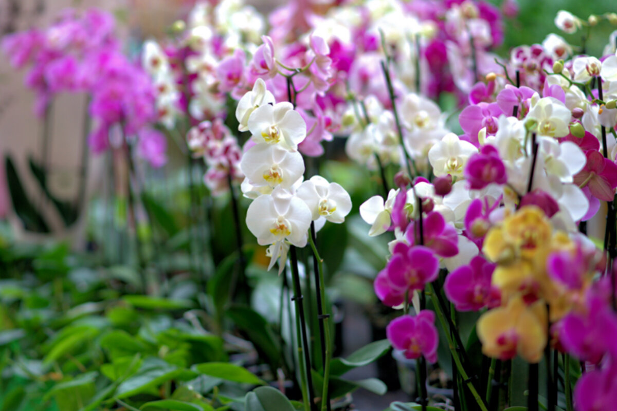 Como fazer a orquídea florir -- Reprodução Canva