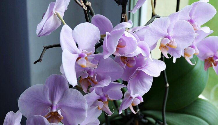 4 - Orquídea - Reprodução Canva