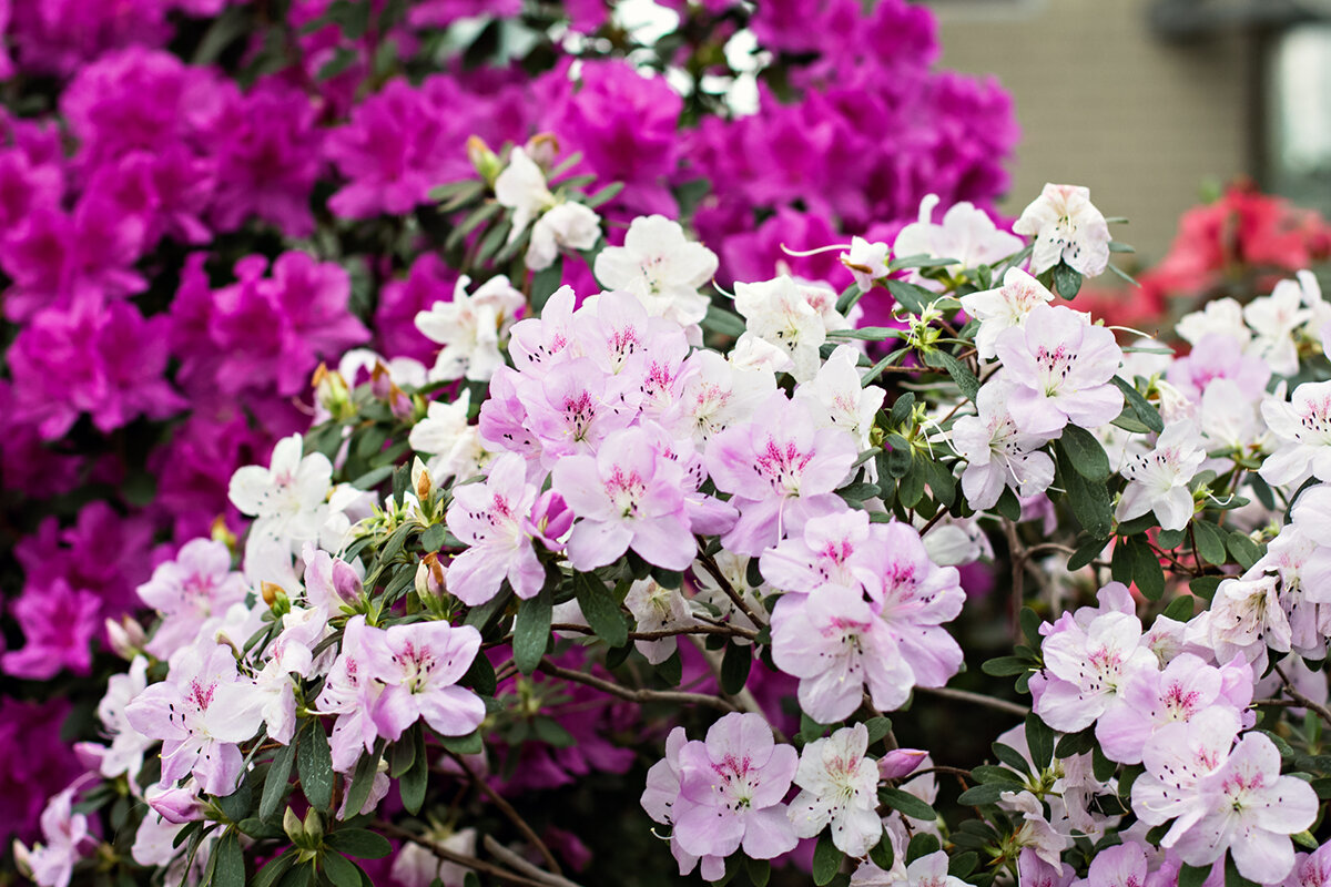 5 flores perfeitas para decorar ambiente interno - Reprodução Canva
