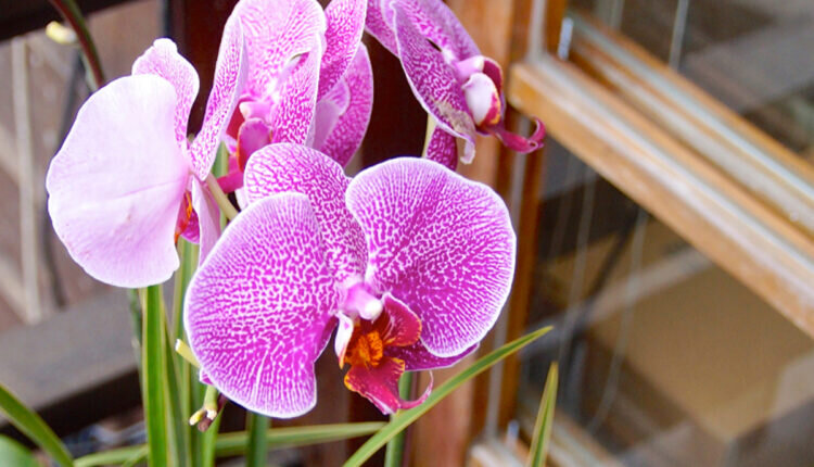 Orquídeas perfeitas para decorar a casa -- Reprodução Canva