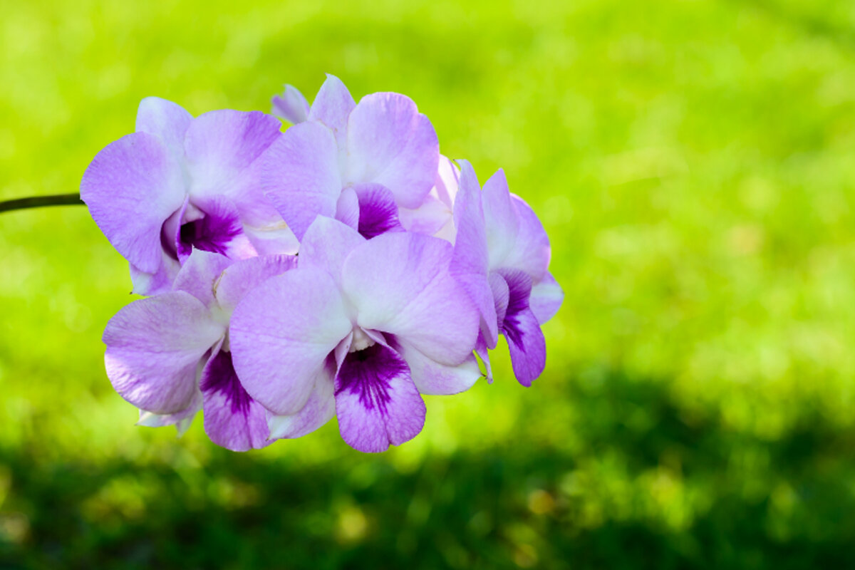 Tipos de orquídea para decorar -- Reprodução Canva